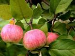 Õunapuu Malus domestica 'Paide taliõun'